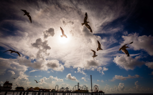 Flock birds pier ferriswheel cloudy free wallpaper for desktop - medium preview image