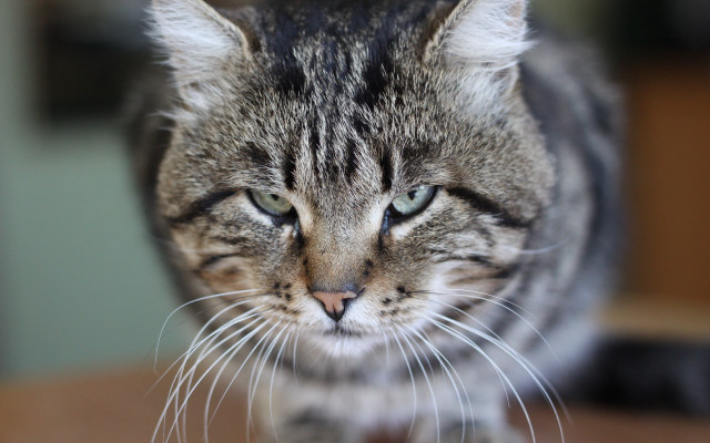 Blurry cat angry felix darley free wallpaper for desktop - medium preview image