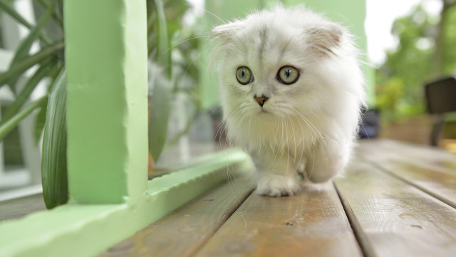 White cat green eyes wooden free wallpaper for desktop - medium preview image