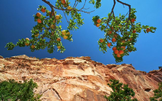 Orange tree cliffside blue sky free wallpaper for desktop - medium preview image