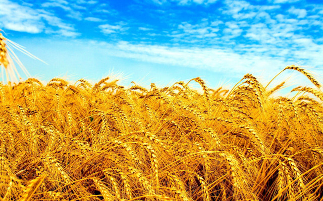 Wheat field blue sky clouds free wallpaper for desktop - medium preview image