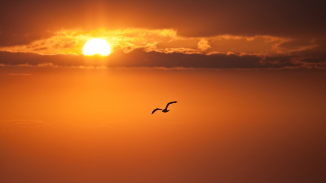 Bird sunset clouds horizon ocean free wallpaper for desktop - medium preview image