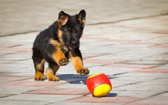 Dog ball on brickwalk sunny free wallpaper for desktop - medium preview image