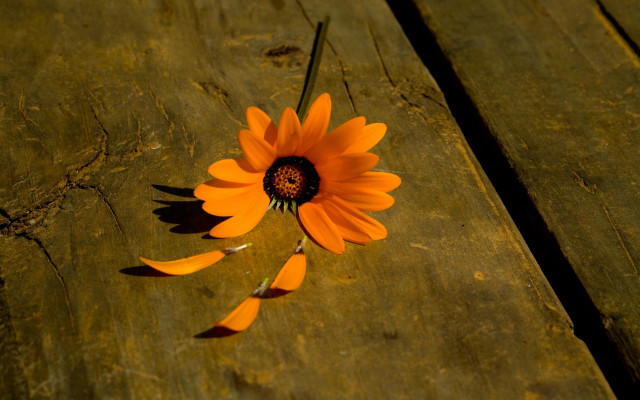Sunflower flower stilllife woodentable sunset free wallpaper for desktop - medium preview image