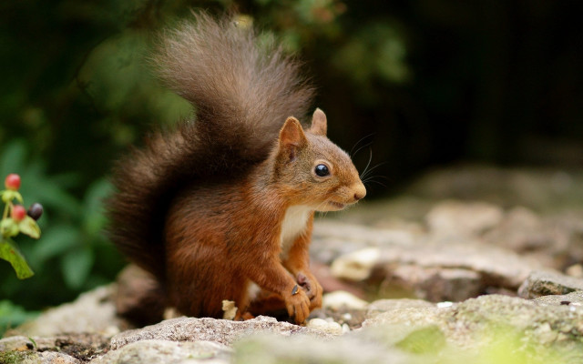 Squirrel rock camera blurry background free wallpaper for desktop - medium preview image
