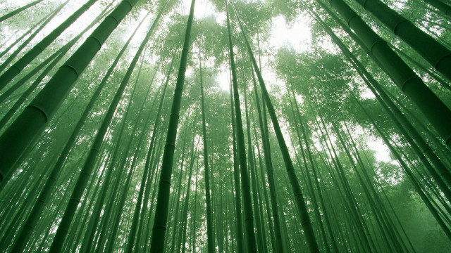 Bamboo forest tall trees green free wallpaper for desktop - medium preview image