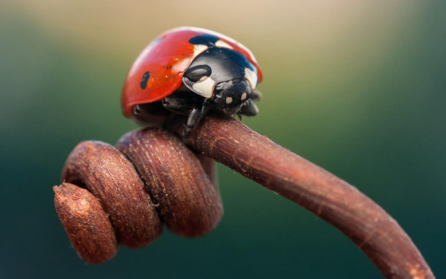 Ladybug wooden stick bug ecological free wallpaper for desktop - medium preview image