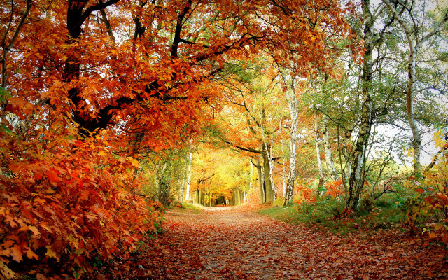 Autumn forest leaves bare trees free wallpaper for desktop - medium preview image