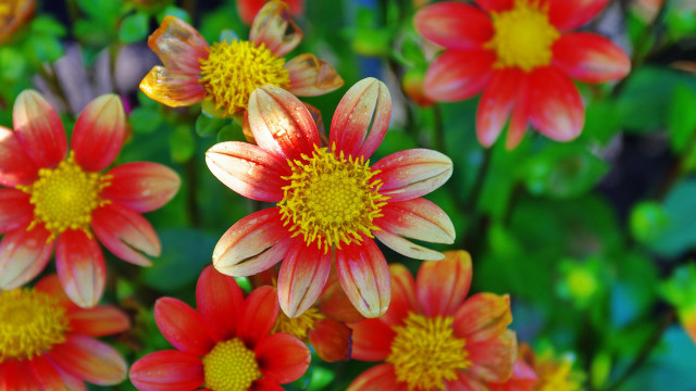 Red yellow flower bloom bokeh free wallpaper for desktop - medium preview image