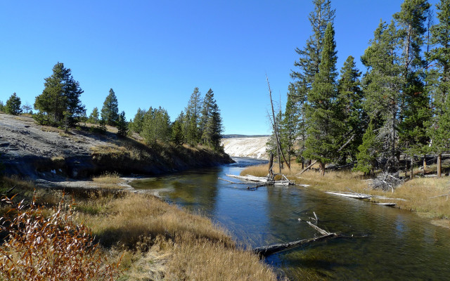 River forest sunny day dead free wallpaper for desktop - medium preview image