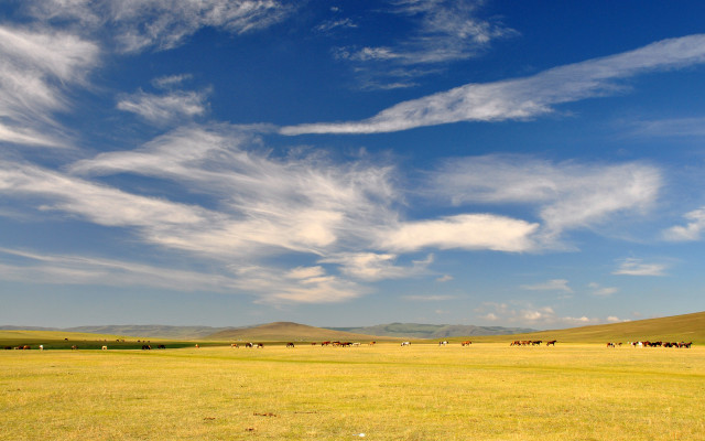 Field cows blue sky hills free wallpaper for desktop - medium preview image