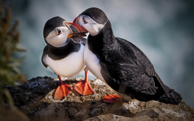 Birds beak touching rock blue free wallpaper for desktop - medium preview image