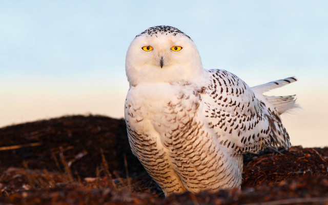 Snowy owl dirt grass blue free wallpaper for desktop - medium preview image