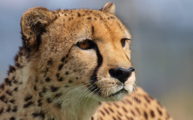 Cheetah shiba inu furry jigsaw free wallpaper for desktop - medium preview image