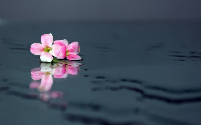 Pink flower black surface water free wallpaper for desktop - medium preview image