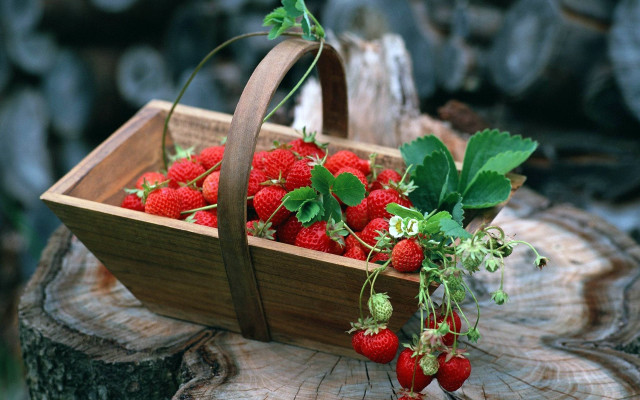 Strawberries basket tree stump green free wallpaper for desktop - medium preview image