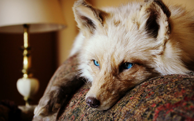 White fox blue eyes couch free wallpaper for desktop - medium preview image