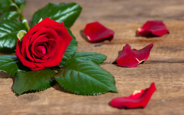Red rose wooden table petals free wallpaper for desktop - medium preview image