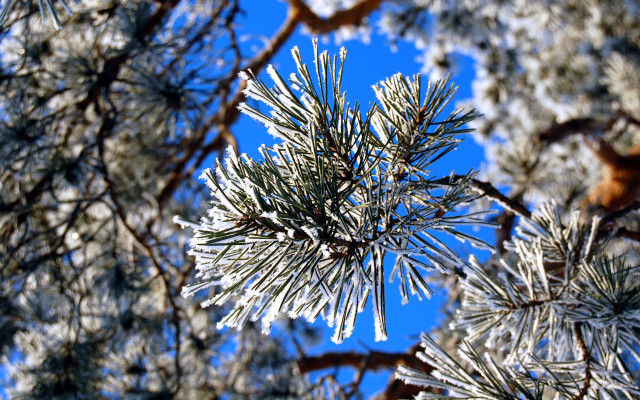 Pine snowy branch blue sky free wallpaper for desktop - medium preview image