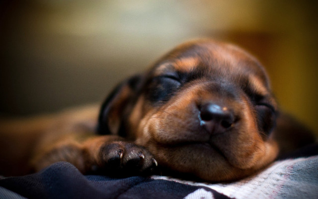 Small dog sleeping blanket couch free wallpaper for desktop - medium preview image