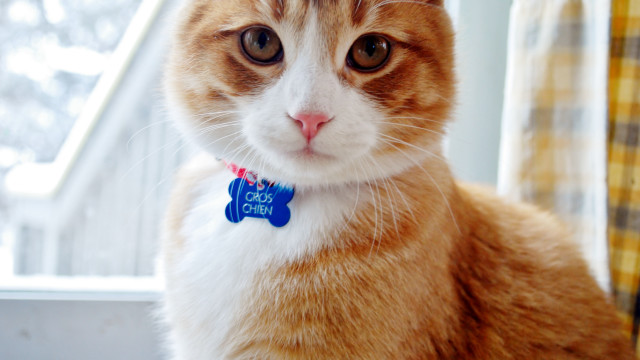 Cat collar tag window yellow free wallpaper for desktop - medium preview image