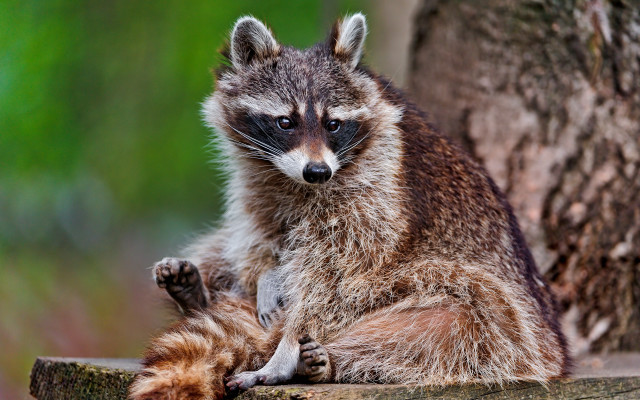 Raccoon tree trunk blurry photorealistic free wallpaper for desktop - medium preview image