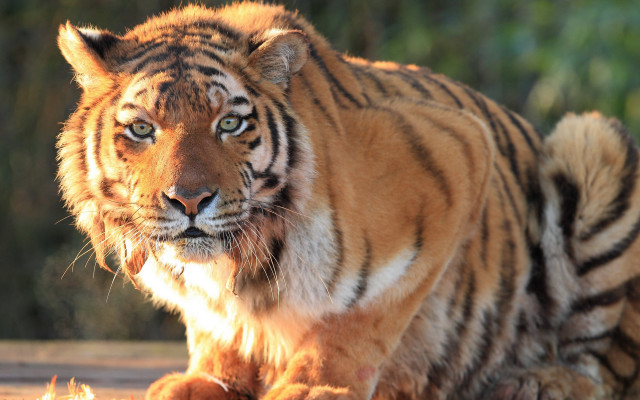 Tiger sitting sun wooden floor free wallpaper for desktop - medium preview image