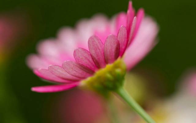 Pink flower green stem blurry #4 free wallpaper for desktop - medium preview image