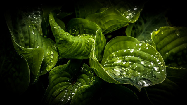 Green plant water droplets macro #28 free wallpaper for desktop - medium preview image