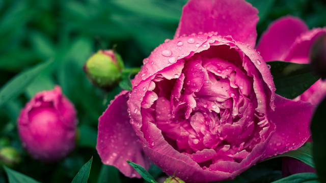 Pink flower water droplets green #6 free wallpaper for desktop - medium preview image
