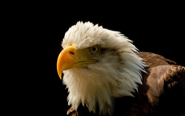 Bald eagle white head yellow #5 free wallpaper for desktop - medium preview image