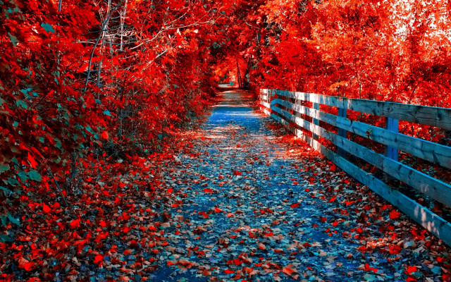 Autumn fence red leaves forest free wallpaper for desktop - medium preview image