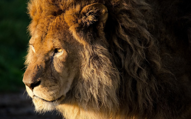 Lion closeup wildlife nature portrait free wallpaper for desktop - medium preview image