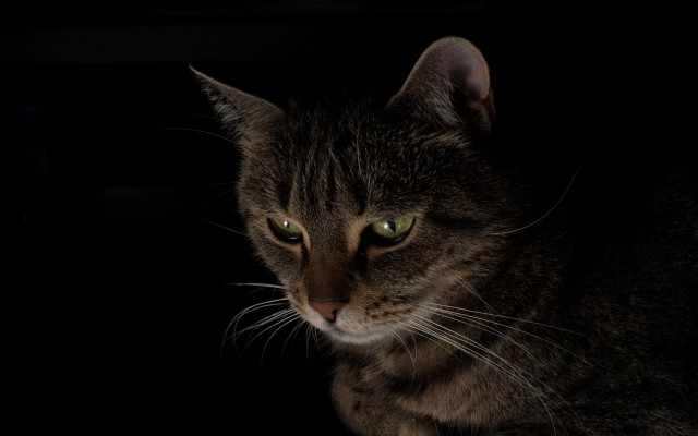 Sad cat chiaroscuro green eyes free wallpaper for desktop - medium preview image