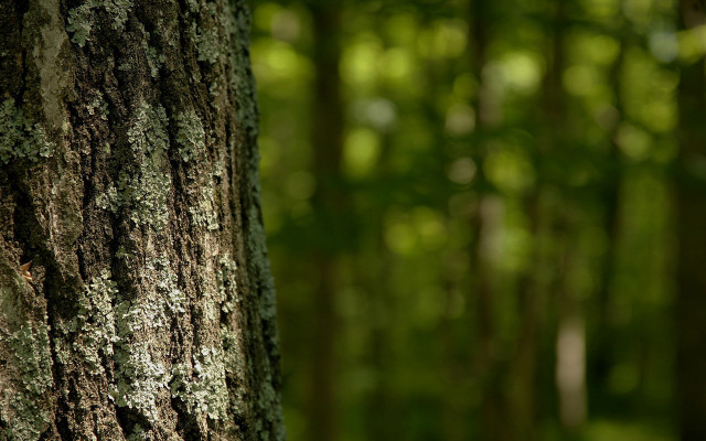 Mossy tree forest white bird #2 free wallpaper for desktop - medium preview image