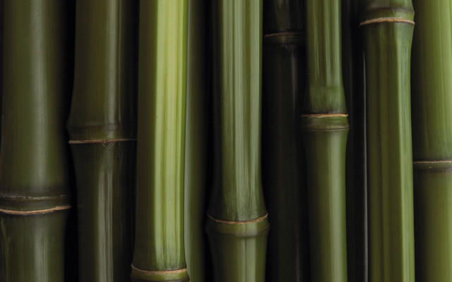 Bamboo closeup ecological art behance free wallpaper for desktop - medium preview image