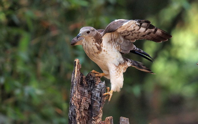 Bird perched wings spread woods free wallpaper for desktop - medium preview image