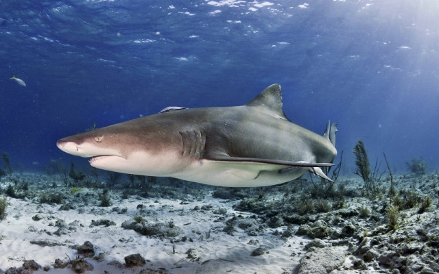 Large shark ocean fish seaweed free wallpaper for desktop - medium preview image