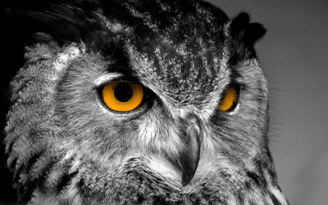Owl yellow eyes black white #2 free wallpaper for desktop - medium preview image