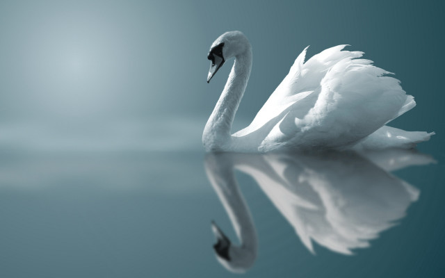 Swan reflection blur blue sky free wallpaper for desktop - medium preview image