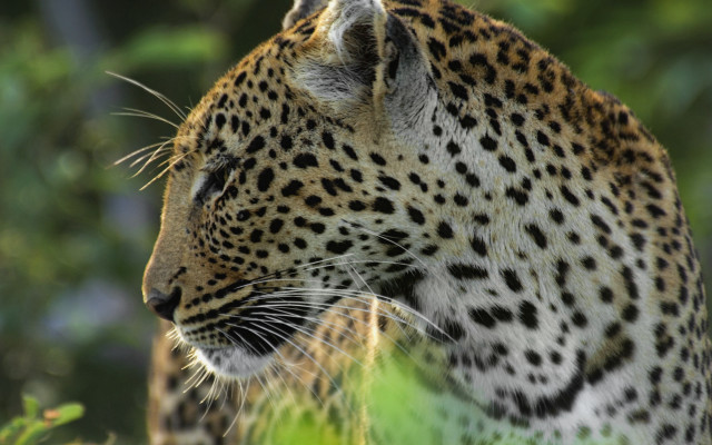 Leopard standing in grass looking free wallpaper for desktop - medium preview image
