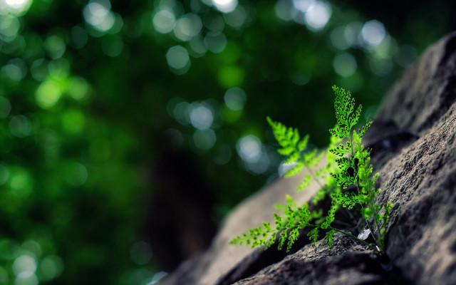 Fern rock woods macro blurry free wallpaper for desktop - medium preview image