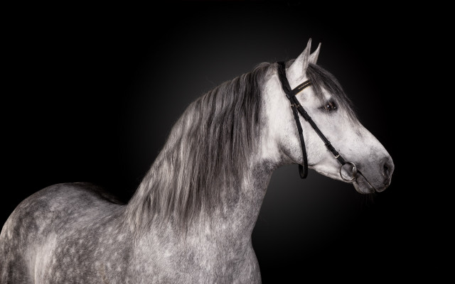 Gray horse white horse full free wallpaper for desktop - medium preview image