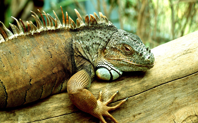 Lizard spikes branch animal photography free wallpaper for desktop - medium preview image
