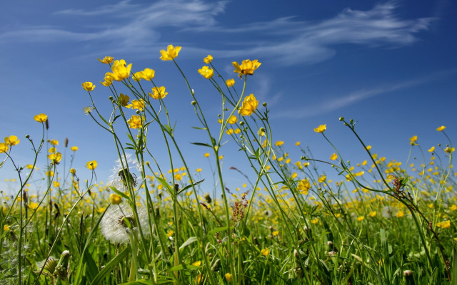 Yellow flowers field clouds dandelion free wallpaper for desktop - medium preview image