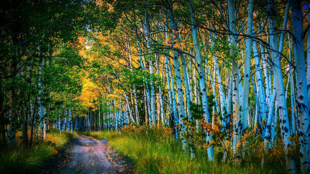 Forest path bush fence night free wallpaper for desktop - medium preview image