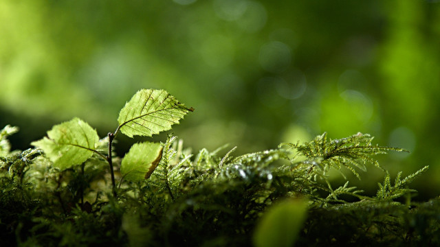 Leaf mossy surface bokeh nature free wallpaper for desktop - medium preview image