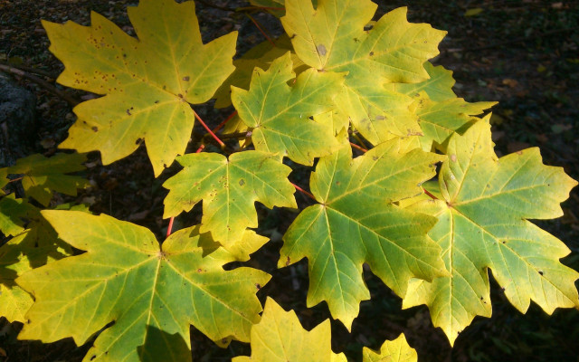 Yellow leaves autumn sunlight woods free wallpaper for desktop - medium preview image