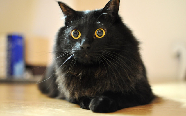 Black cat yellow eyes curious #4 free wallpaper for desktop - medium preview image