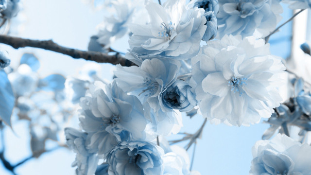 Blue branch blue sky flowers free wallpaper for desktop - medium preview image
